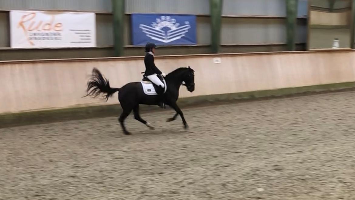 New Forest Odden's mohita billede 10