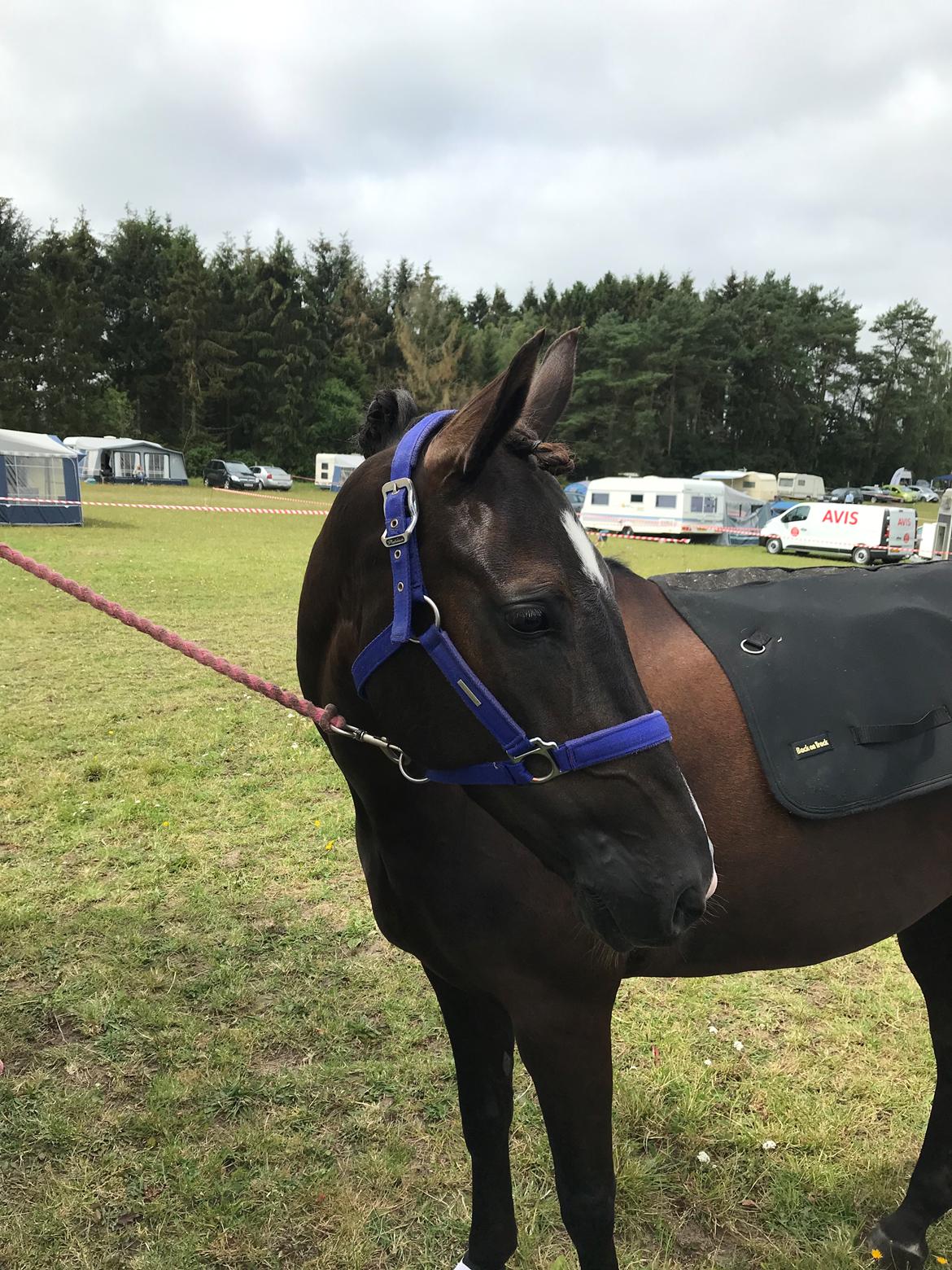 New Forest Odden's mohita billede 11