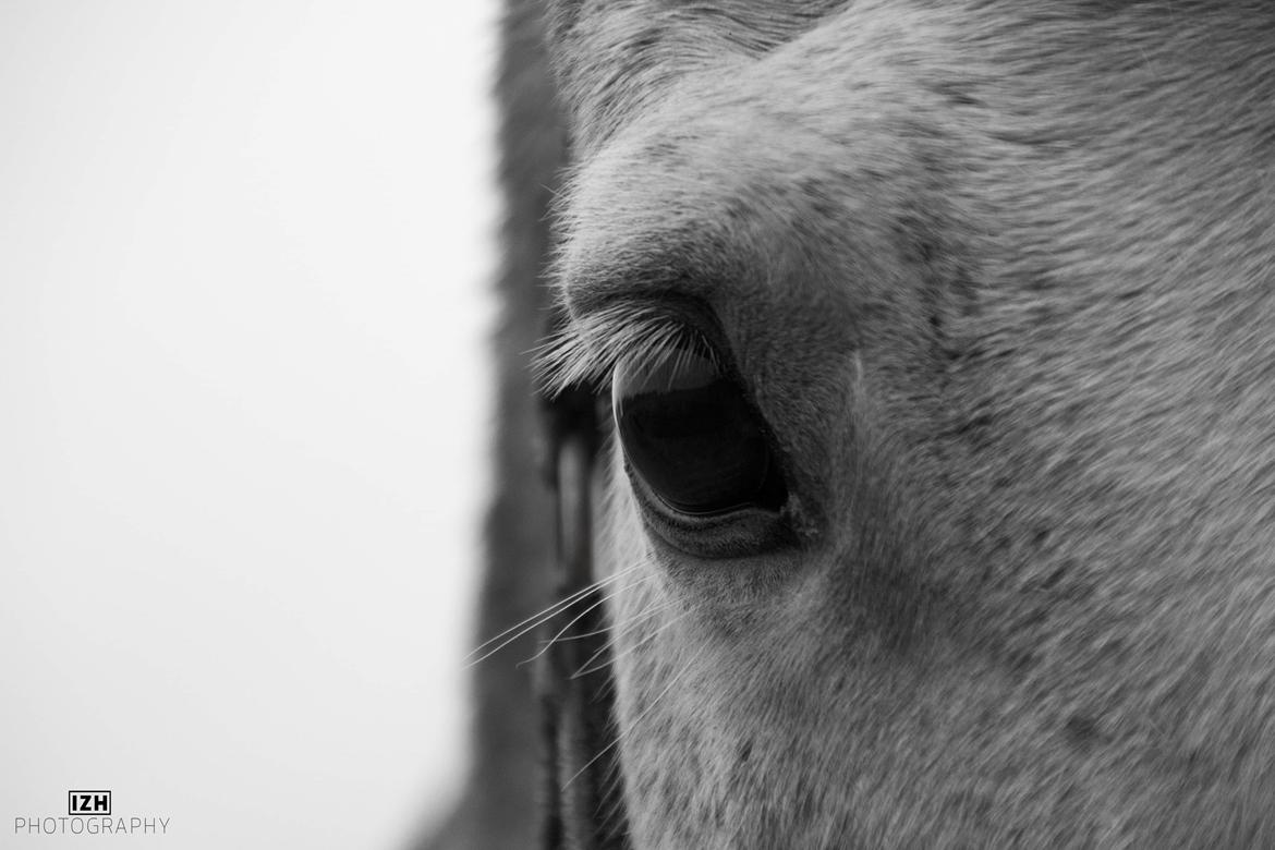 Anden særlig race Ricky billede 19