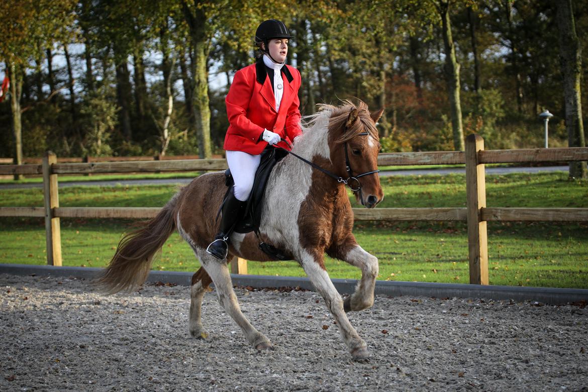 Islænder Glitfaxi fra Spøttrup - knæk cancer stævne 12/11 2019 billede 4