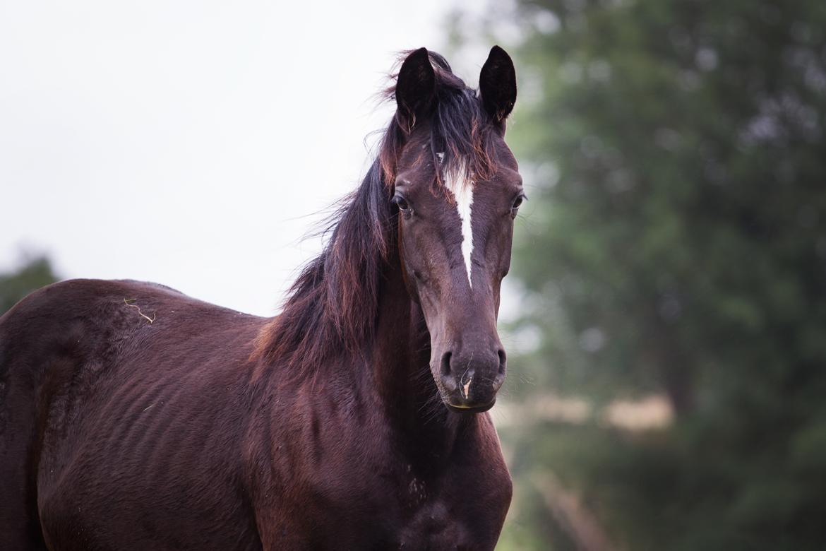 Oldenborg Florina billede 1