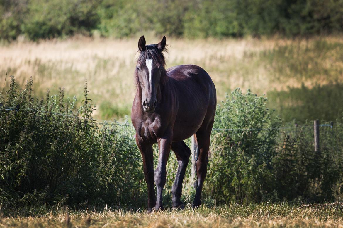 Oldenborg Florina billede 10