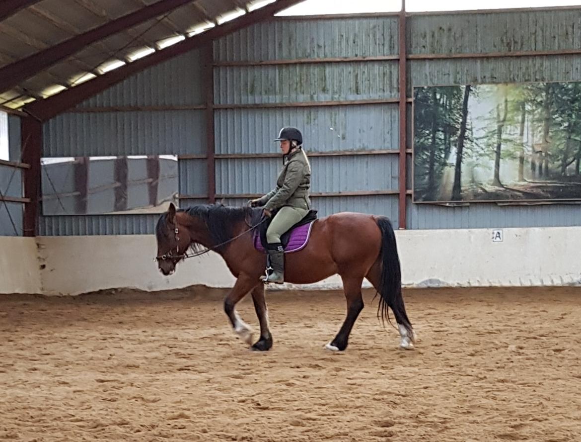 Welsh Cob (sec D) Lillelunds D'Artagnan billede 12