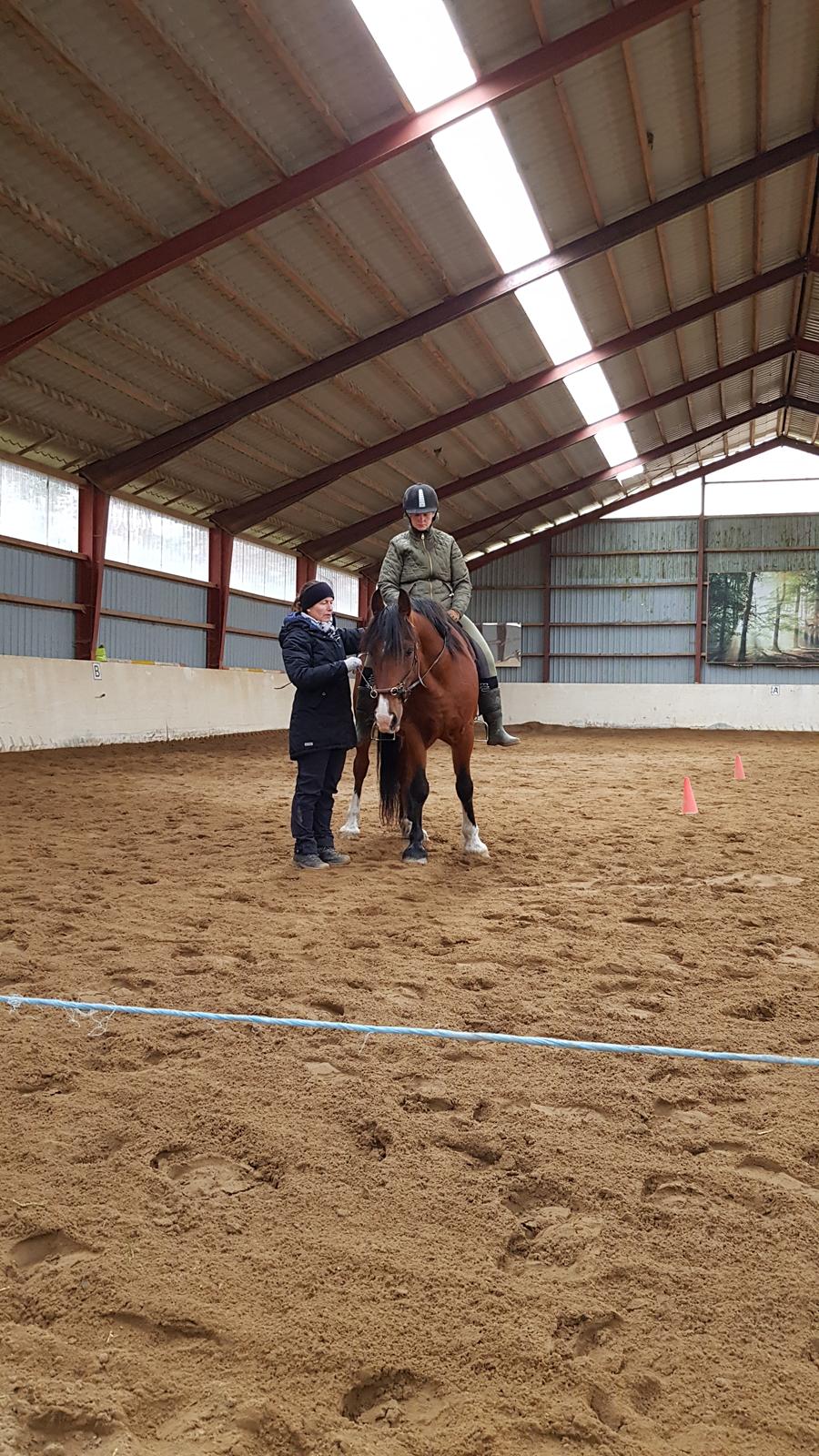Welsh Cob (sec D) Lillelunds D'Artagnan billede 16