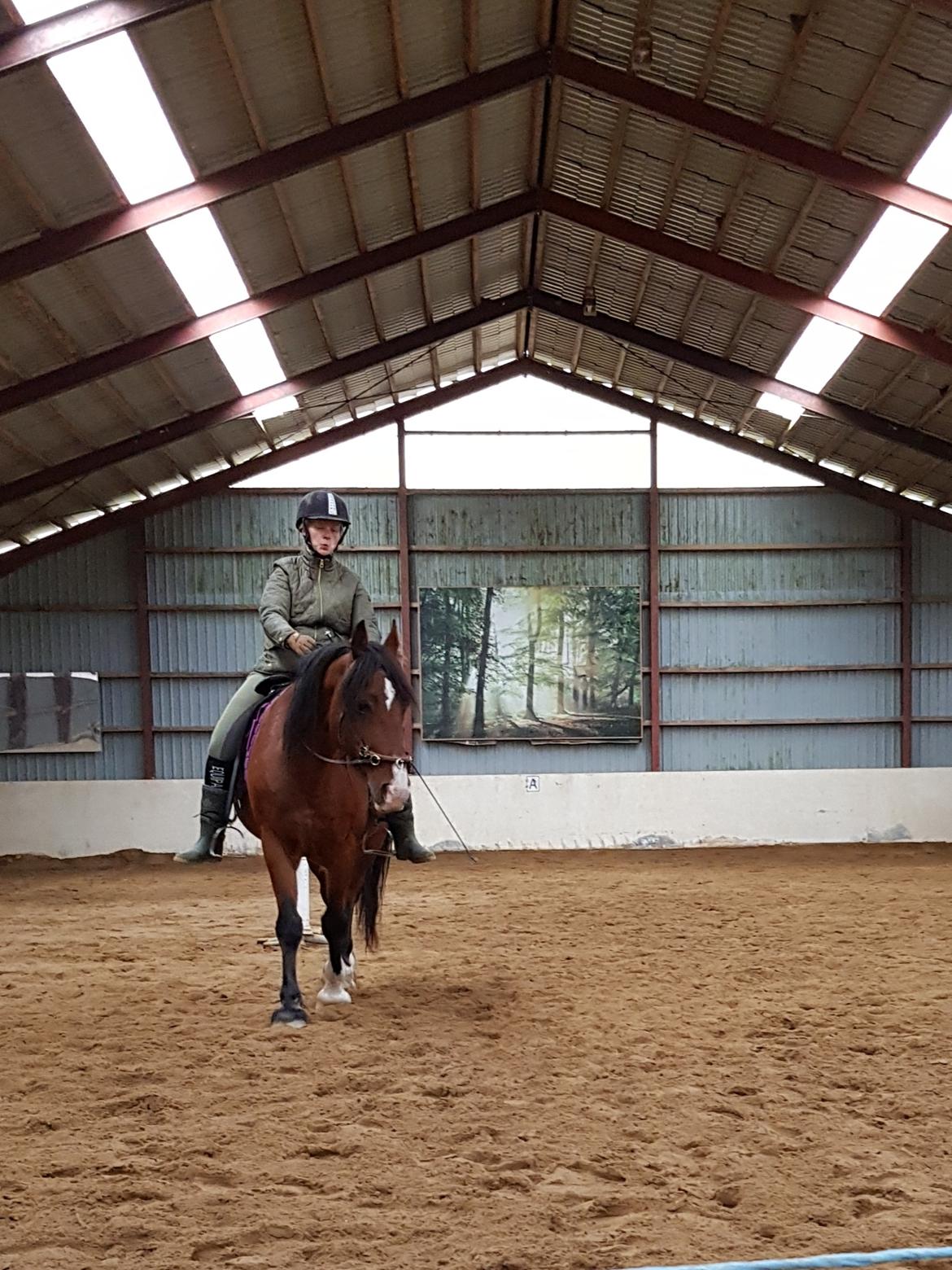 Welsh Cob (sec D) Lillelunds D'Artagnan billede 14