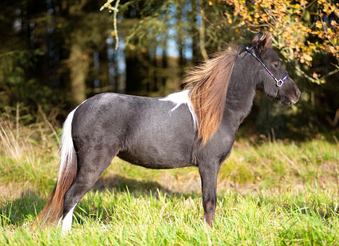 Amerikansk Miniature Teglmosens Delilah West billede 5