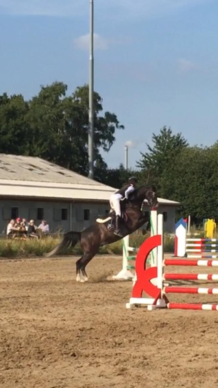 Holstener Courage billede 2