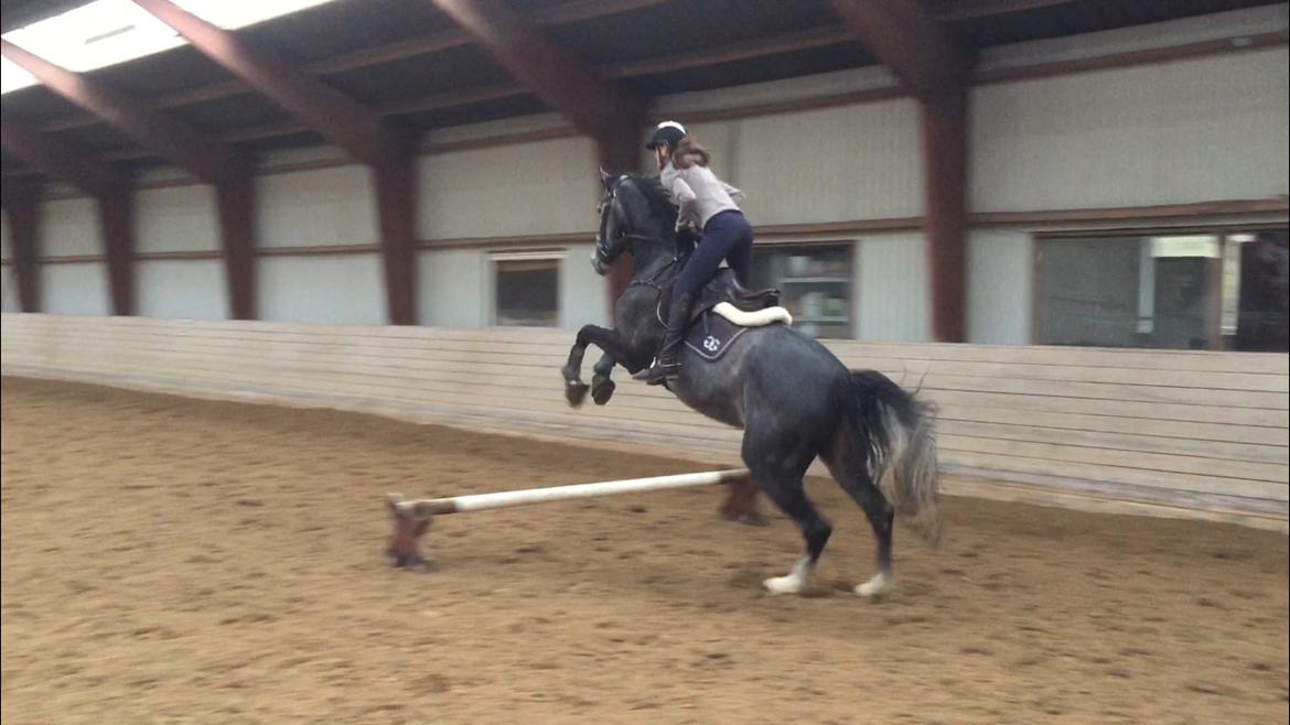 Holstener Courage billede 5