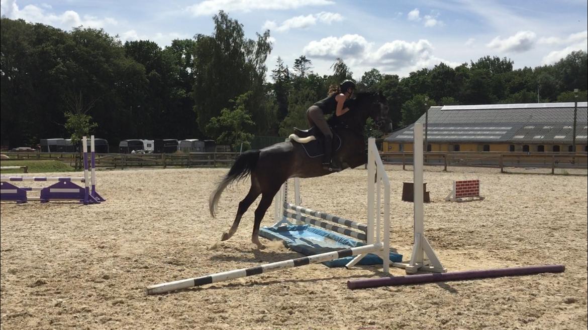 Holstener Courage billede 6