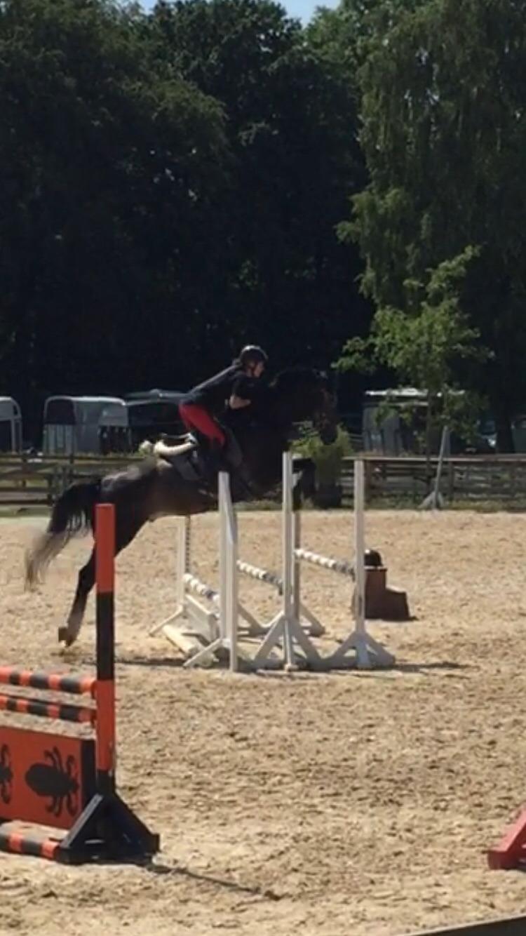 Holstener Courage billede 7