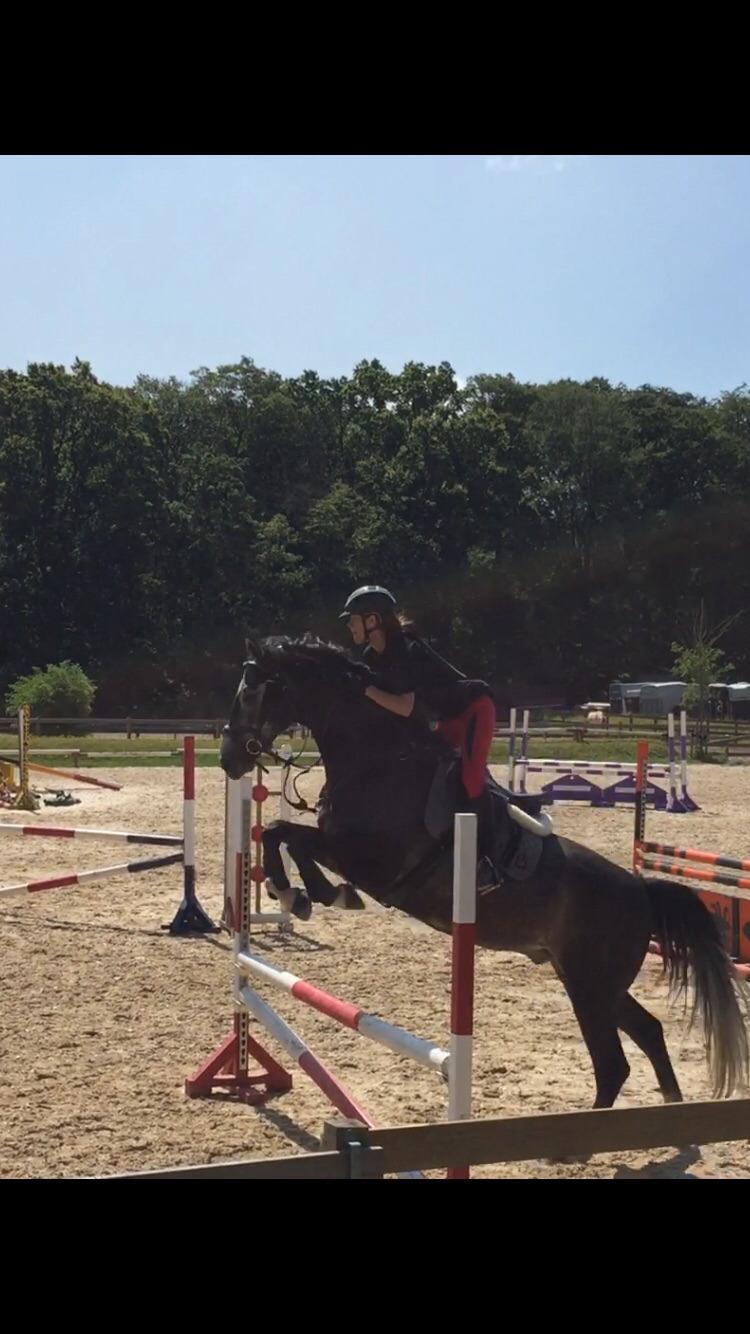 Holstener Courage billede 8