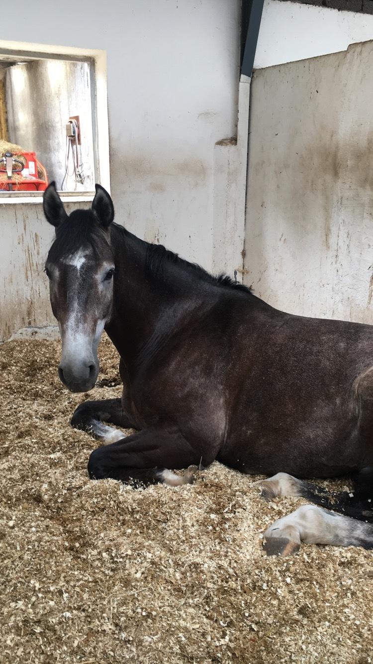 Holstener Courage billede 9