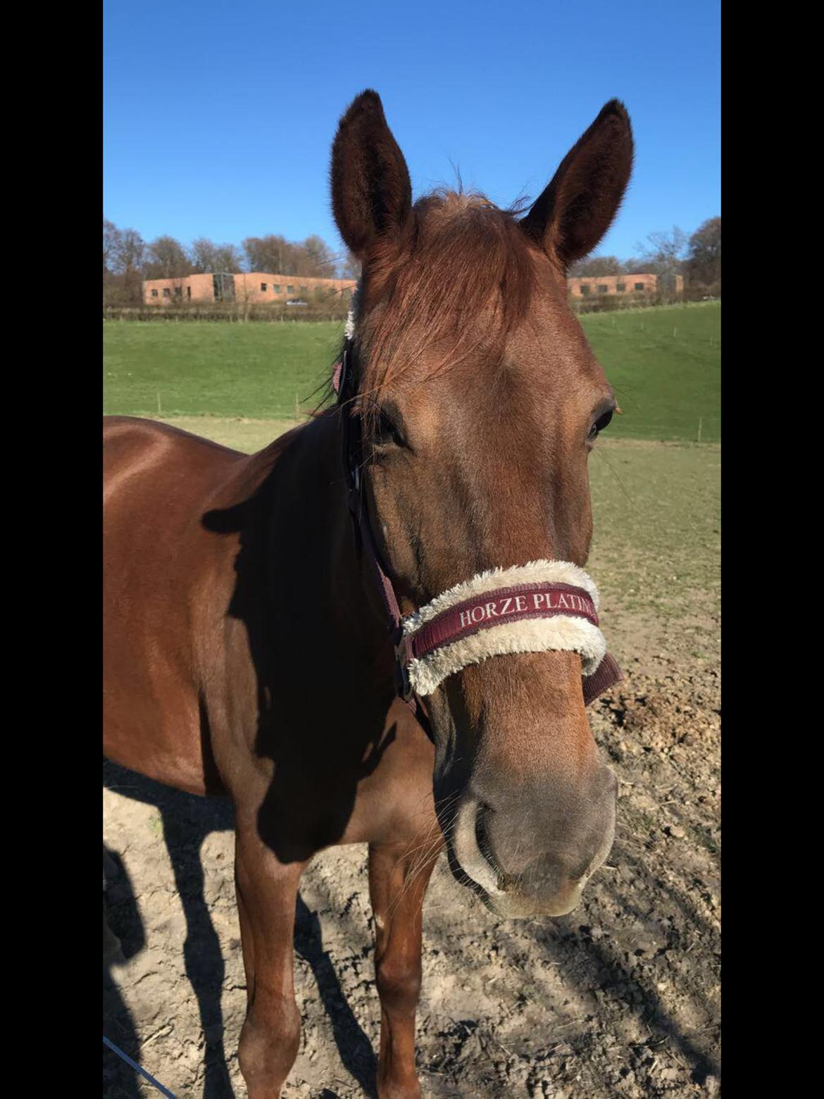 Anden særlig race Fame billede 5