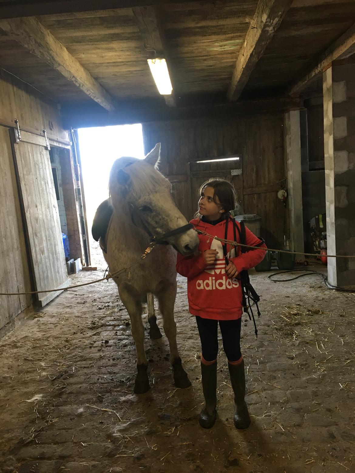 Anden særlig race Carlo - Hyggepony :) billede 1