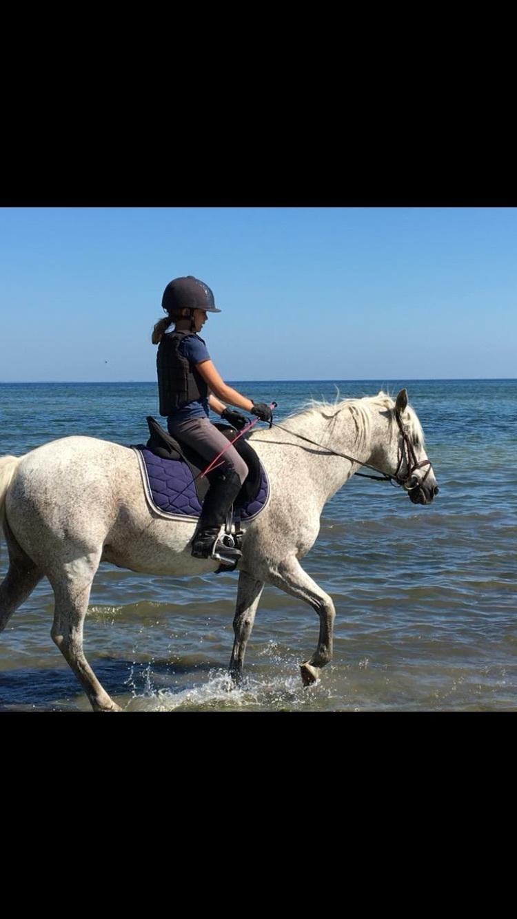 Anden særlig race Carlo - I vandet billede 4