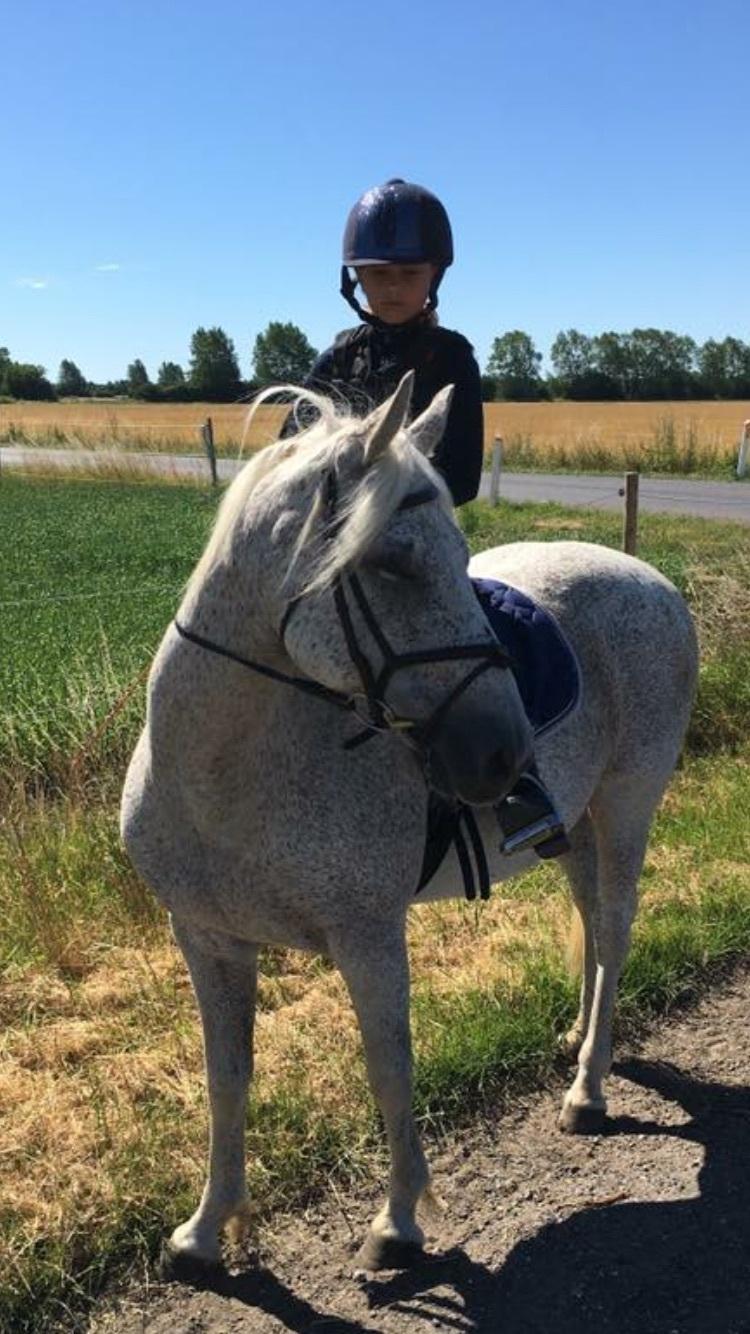 Anden særlig race Carlo - Tur glad billede 6
