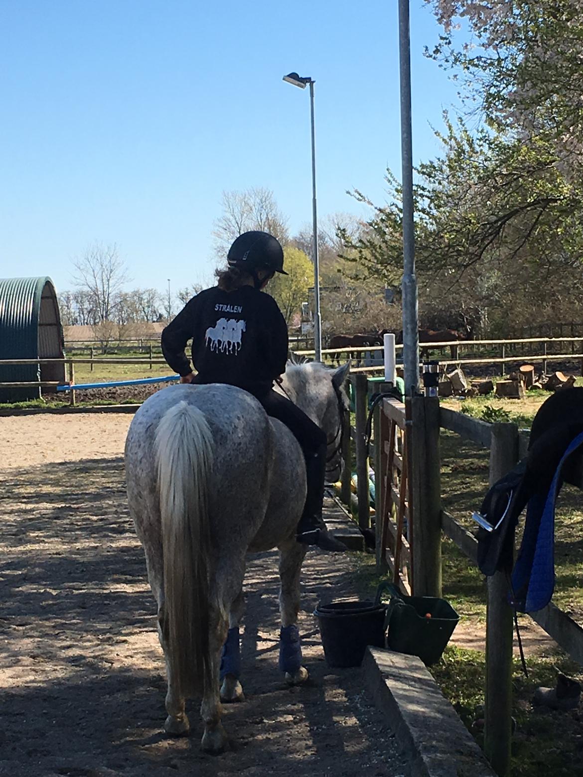 Anden særlig race Carlo billede 7