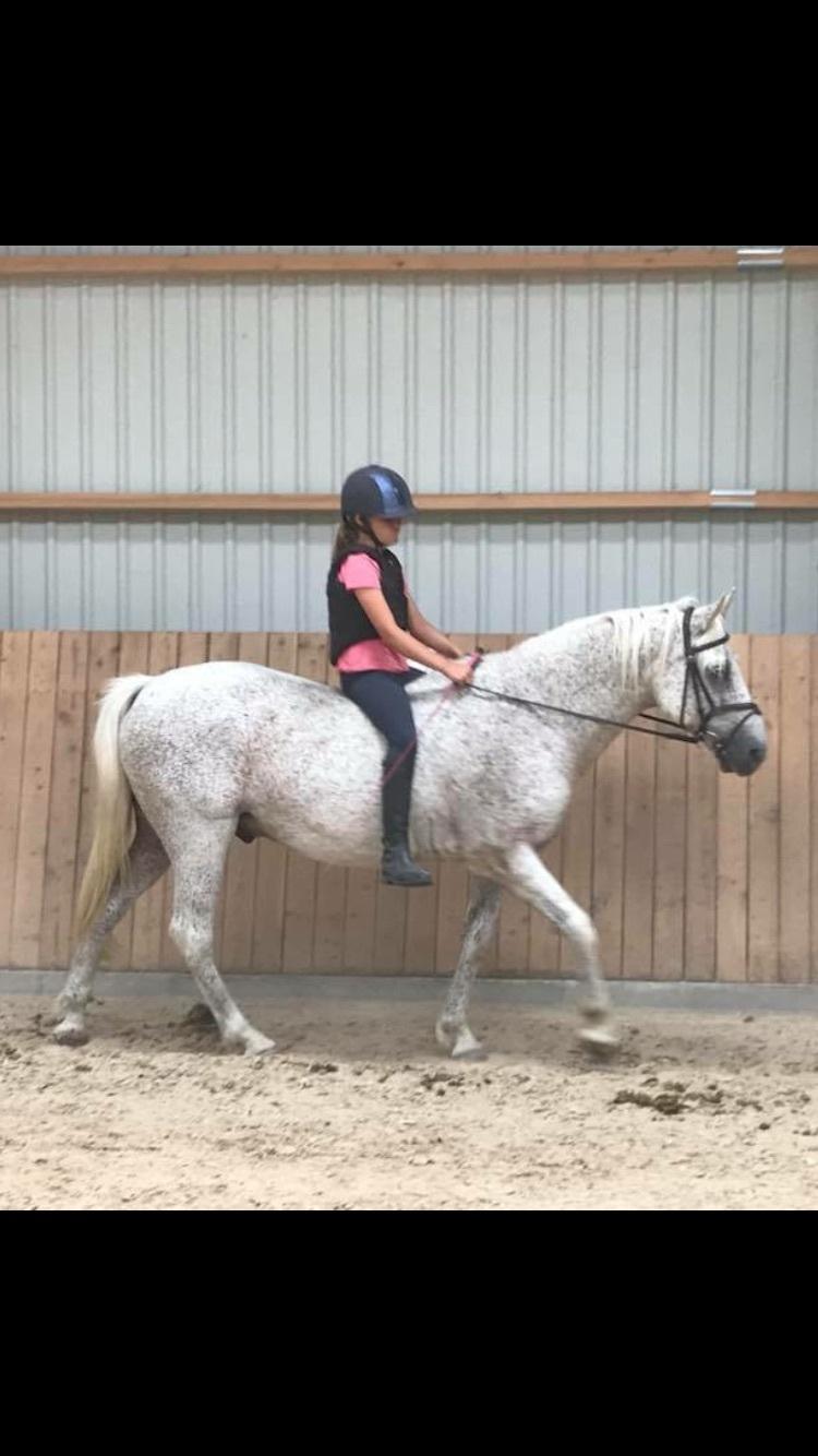 Anden særlig race Carlo billede 2