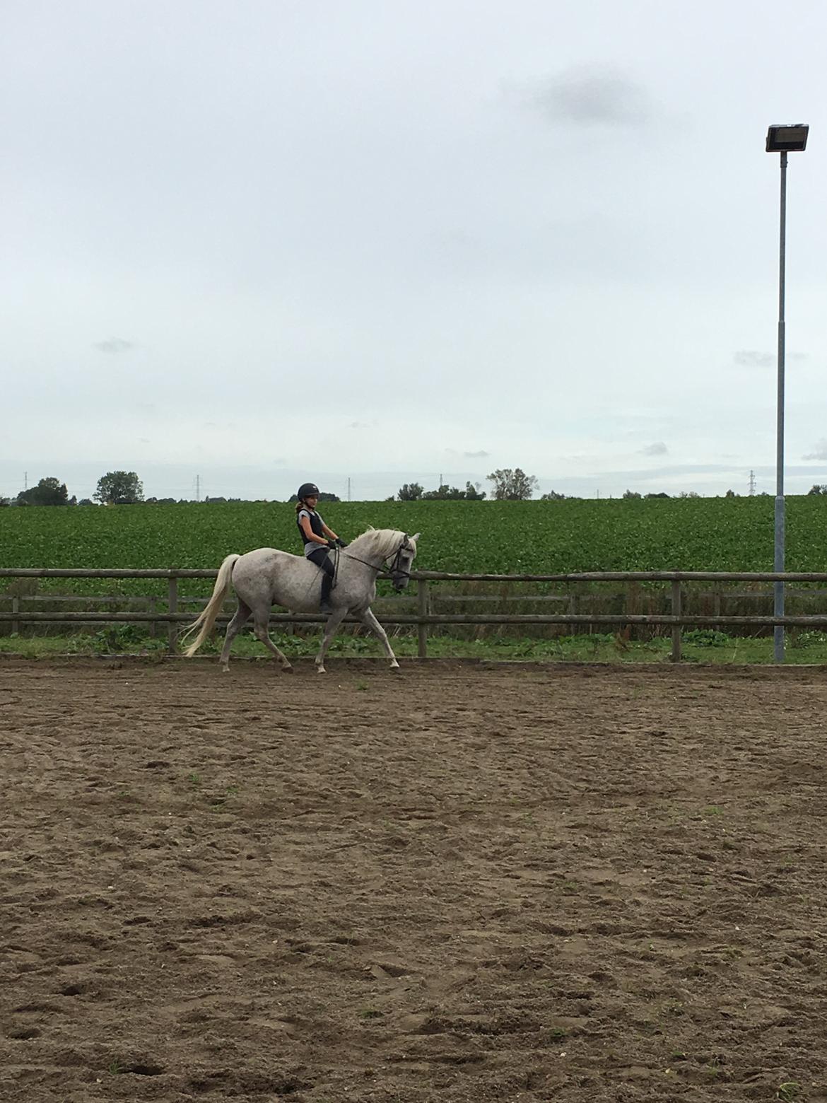 Anden særlig race Carlo billede 9