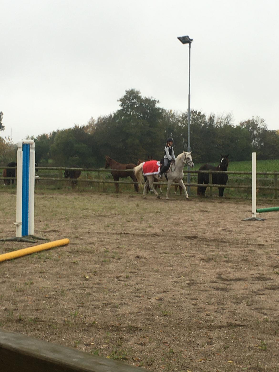 Anden særlig race Carlo - Jule springpony  billede 11