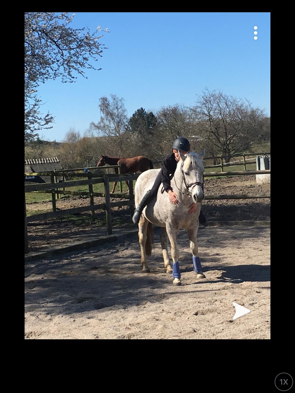 Anden særlig race Carlo billede 8