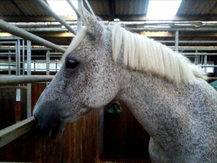 Anden særlig race Carlo - Carlo på strålen :D billede 12