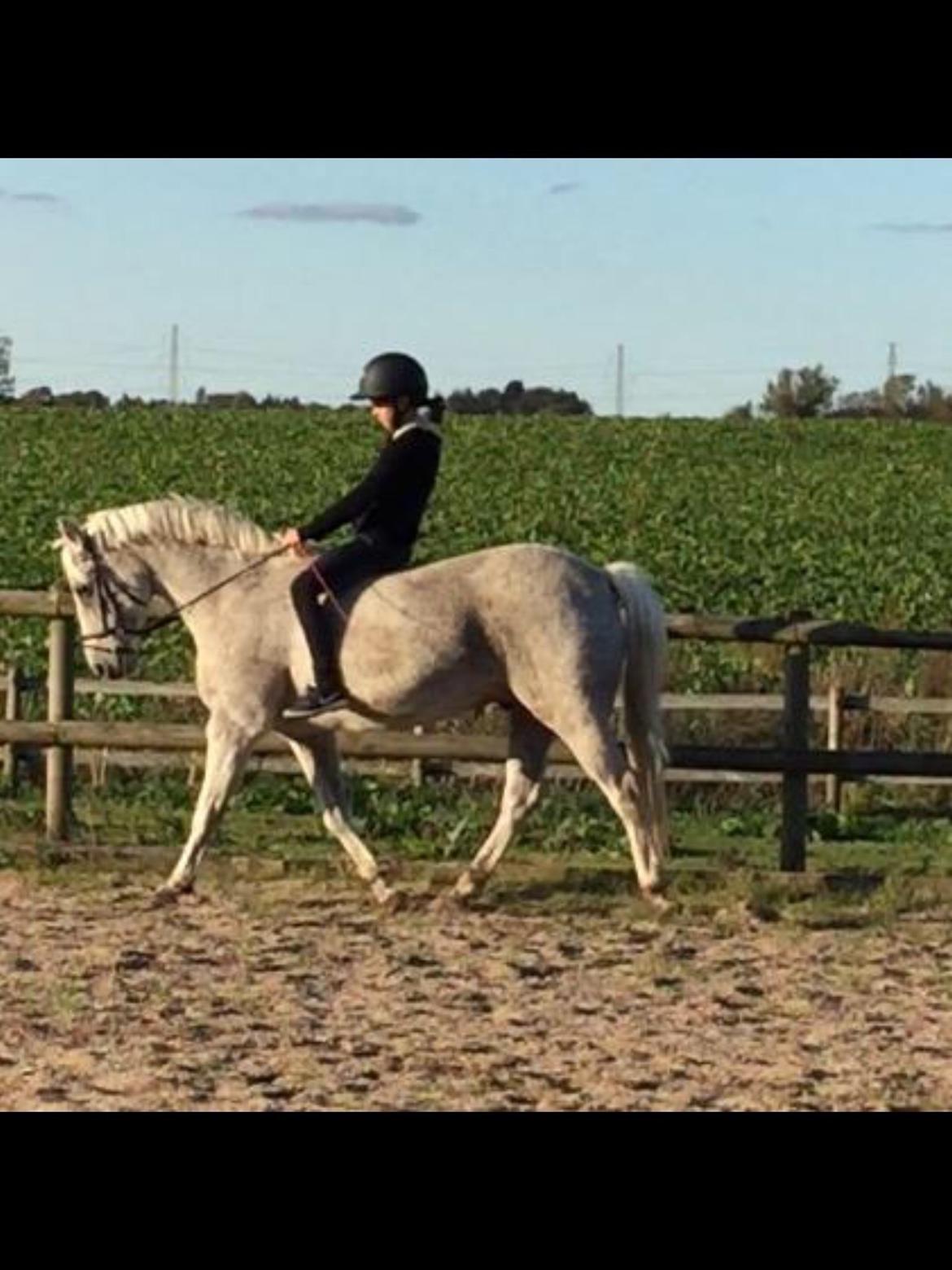 Anden særlig race Carlo - Smukke pony <3 billede 10