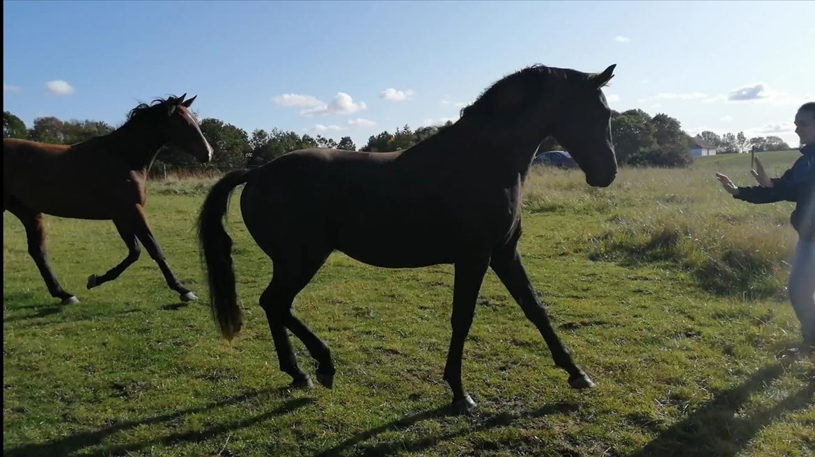 Dansk Varmblod Zorro - Sensommer 2019 billede 18