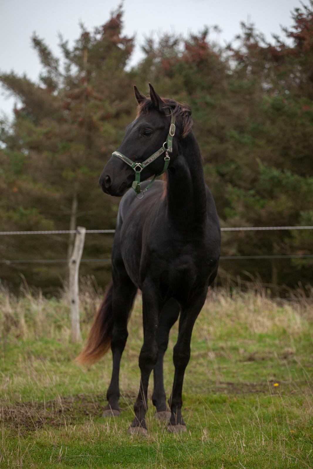 Dansk Varmblod Zorro - Efterår 2019 billede 7