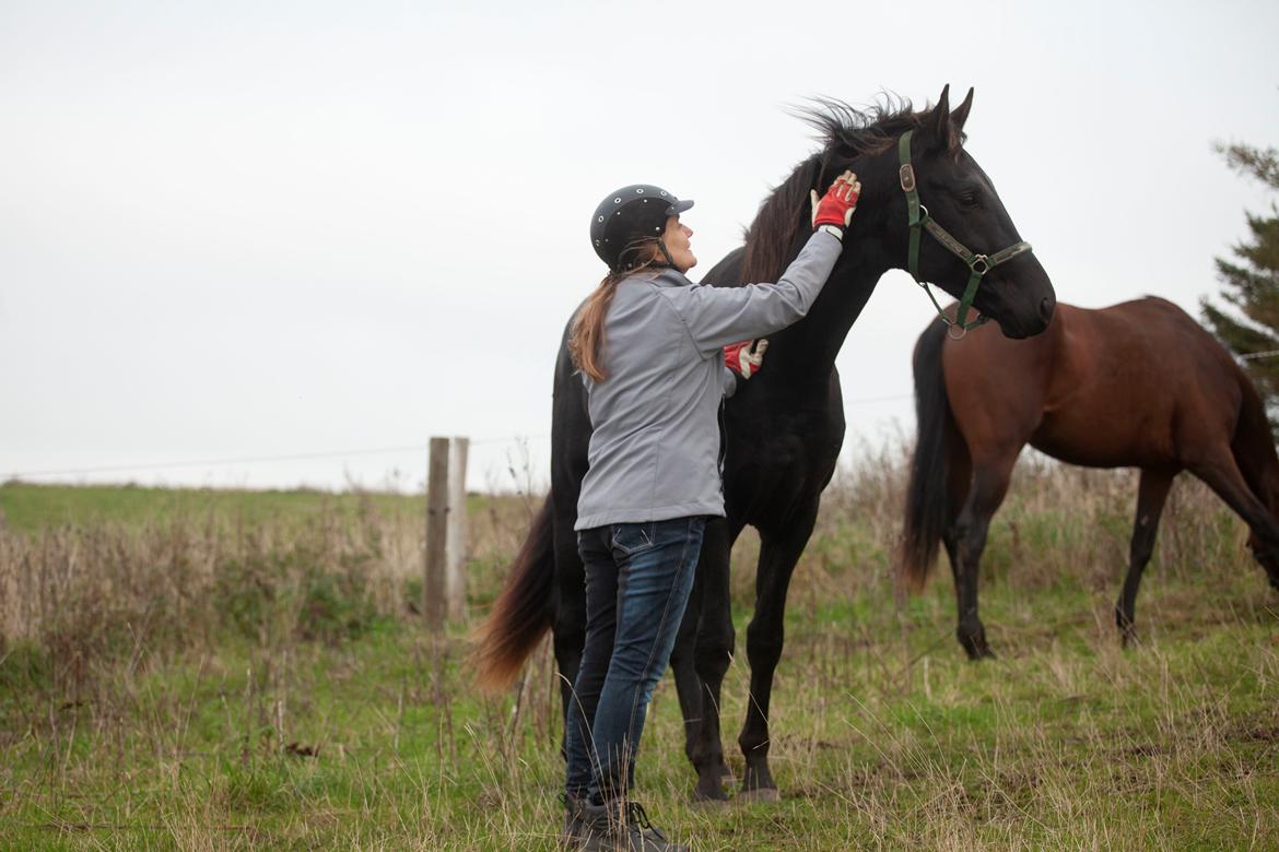 Dansk Varmblod Zorro - Efterår 2019 billede 10