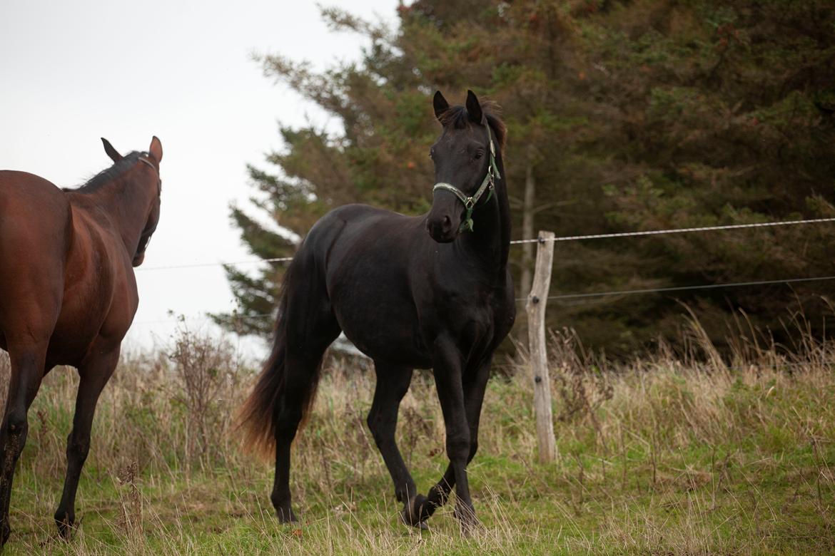 Dansk Varmblod Zorro - Efterår 2019 billede 12