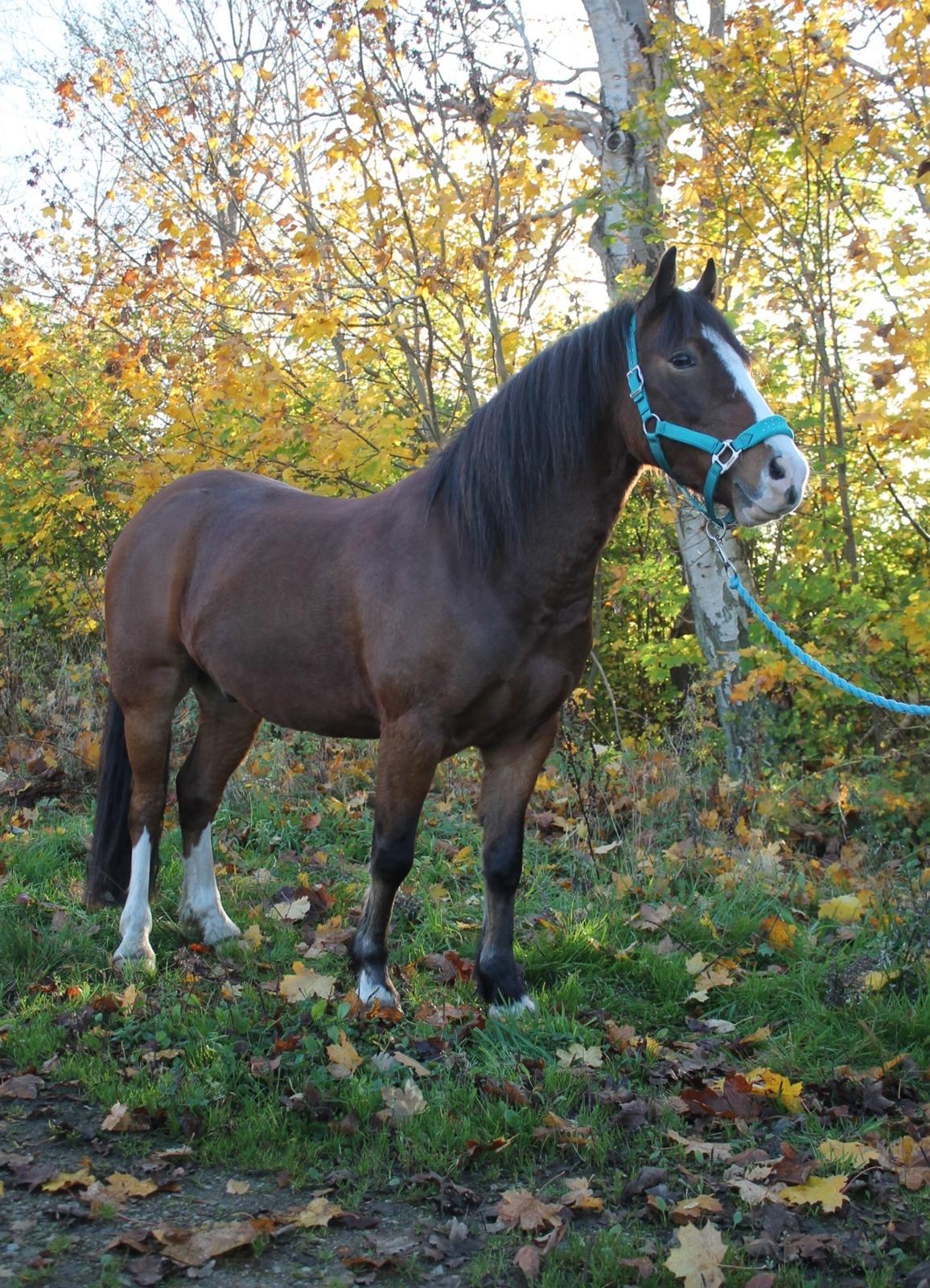 Welsh Pony af Cob-type (sec C) Flynn Rider billede 34