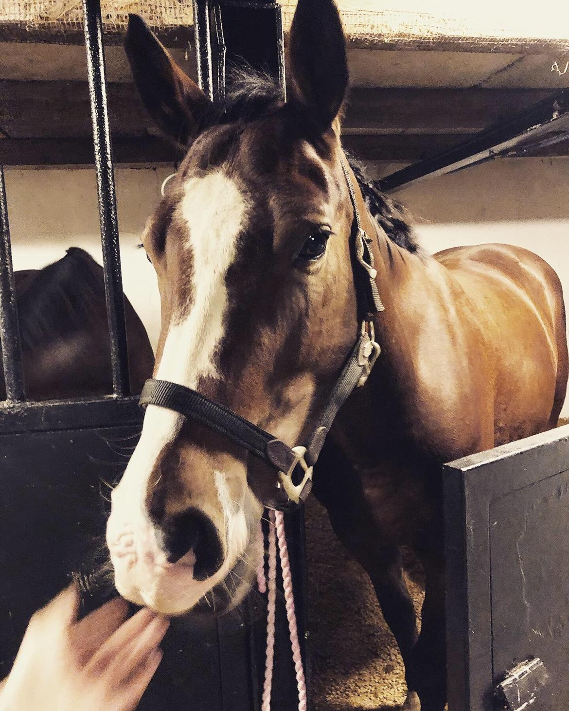 Anden særlig race Marguerit's nemo billede 5