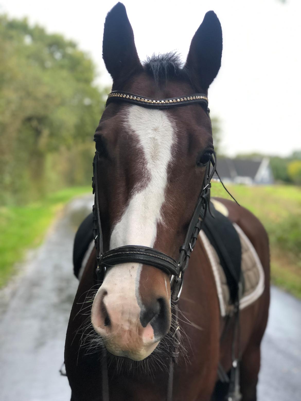 Anden særlig race Marguerit's nemo billede 8