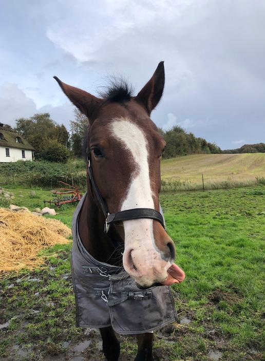 Anden særlig race Marguerit's nemo billede 10