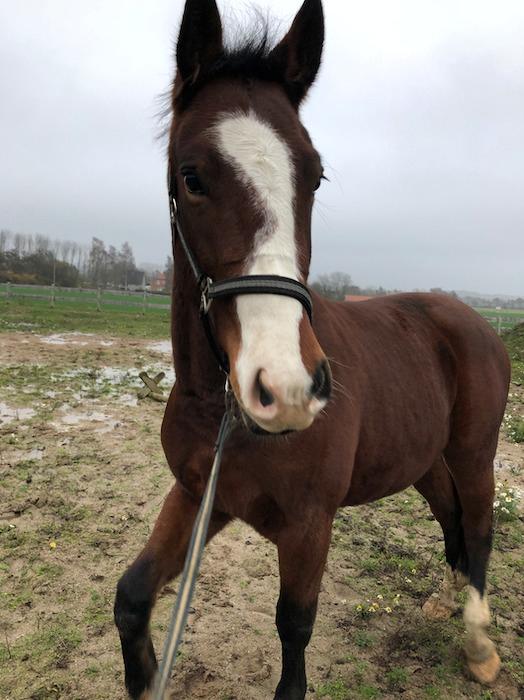 Anden særlig race Marguerit's nemo billede 12