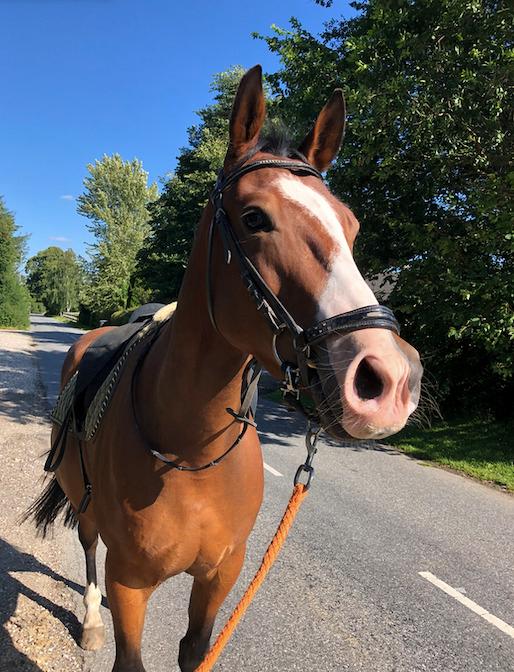 Anden særlig race Marguerit's nemo billede 14