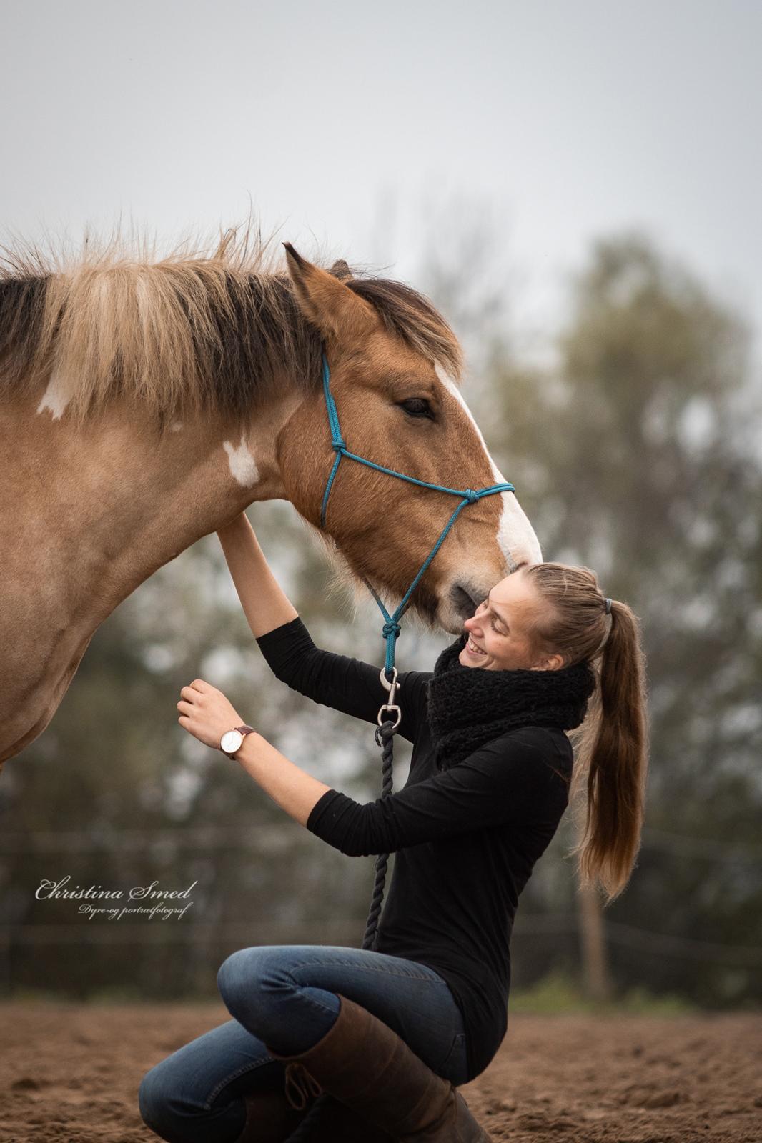 Irish Cob Crossbreed Toftgårds Amigo - Efterår 2019 billede 20