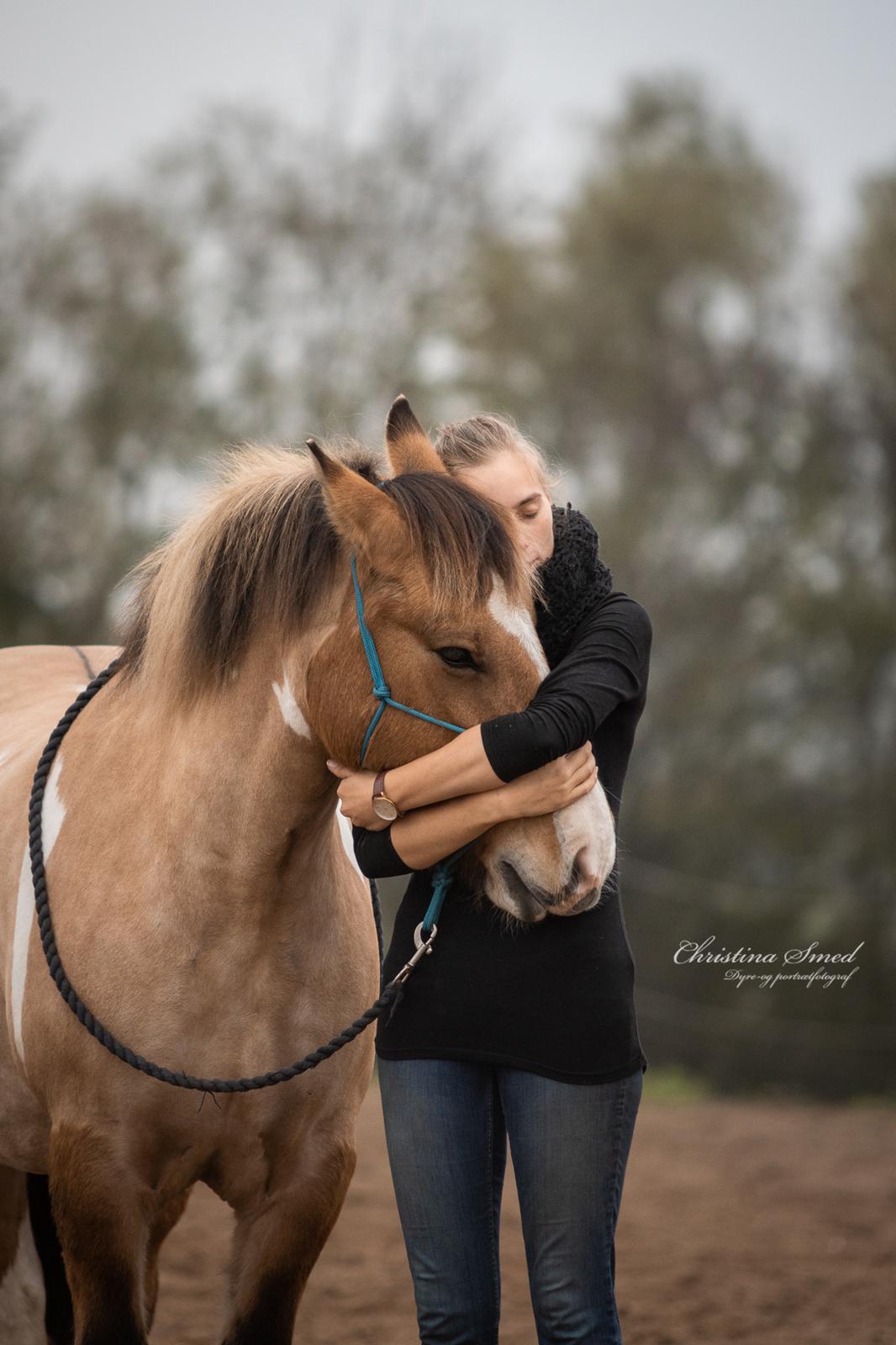 Irish Cob Crossbreed Toftgårds Amigo - Efterår 2019 billede 12