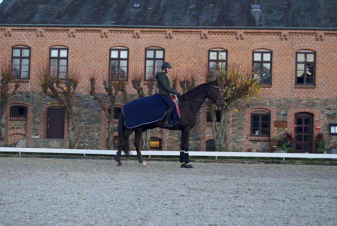 Dansk Varmblod Lipas Leonora  billede 2