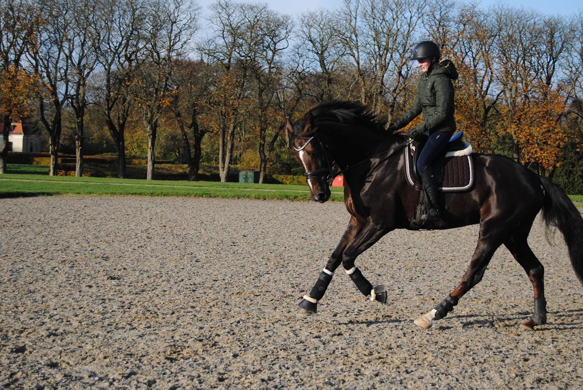 Dansk Varmblod Lipas Leonora  billede 3