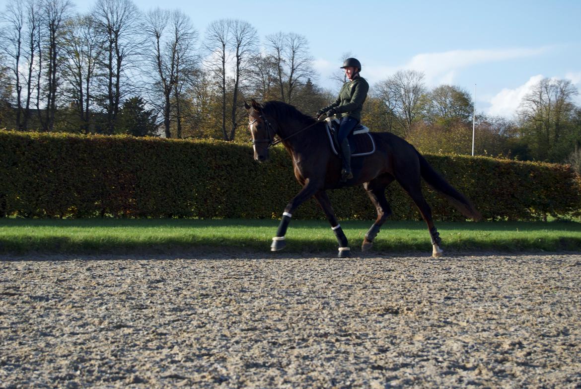 Dansk Varmblod Lipas Leonora  billede 4