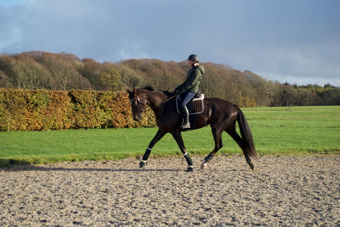 Dansk Varmblod Lipas Leonora  billede 5