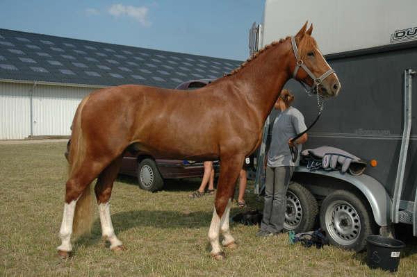 Frederiksborg Rasmus billede 2