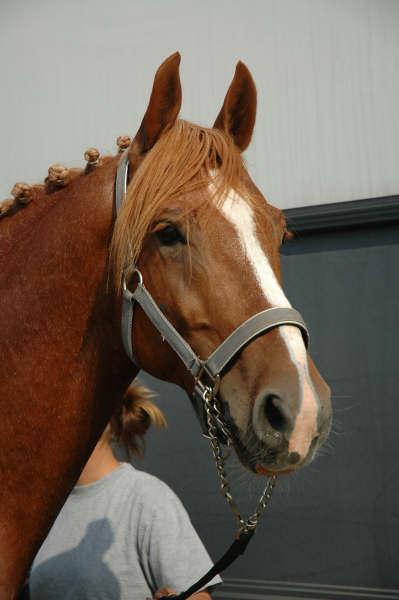 Frederiksborg Rasmus billede 3