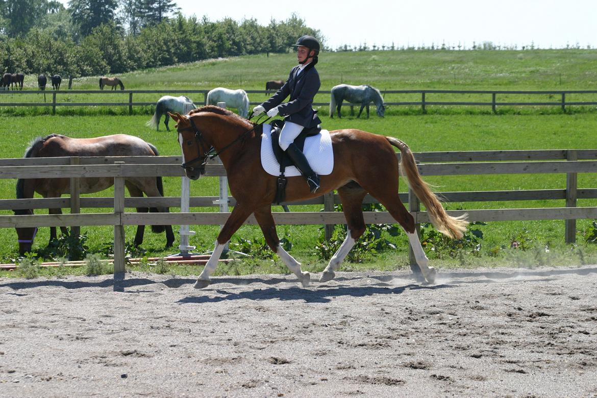 Frederiksborg Rasmus billede 1