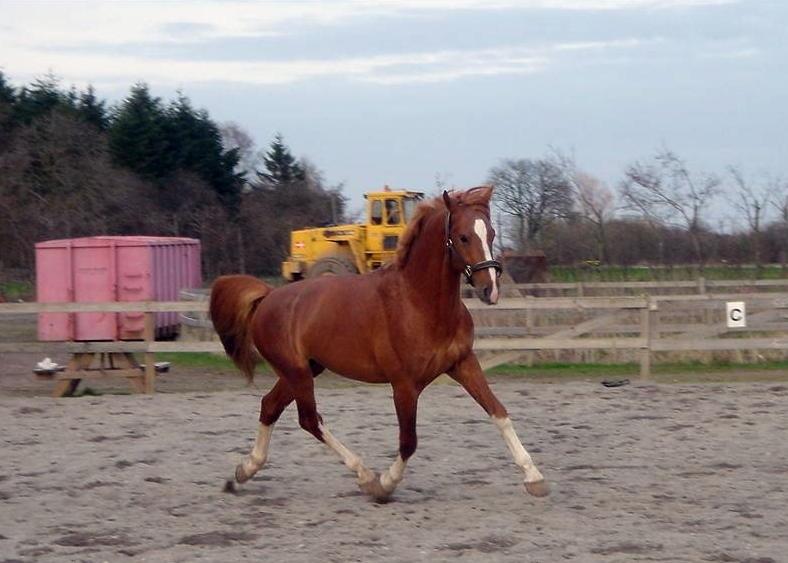 Frederiksborg Rasmus billede 7