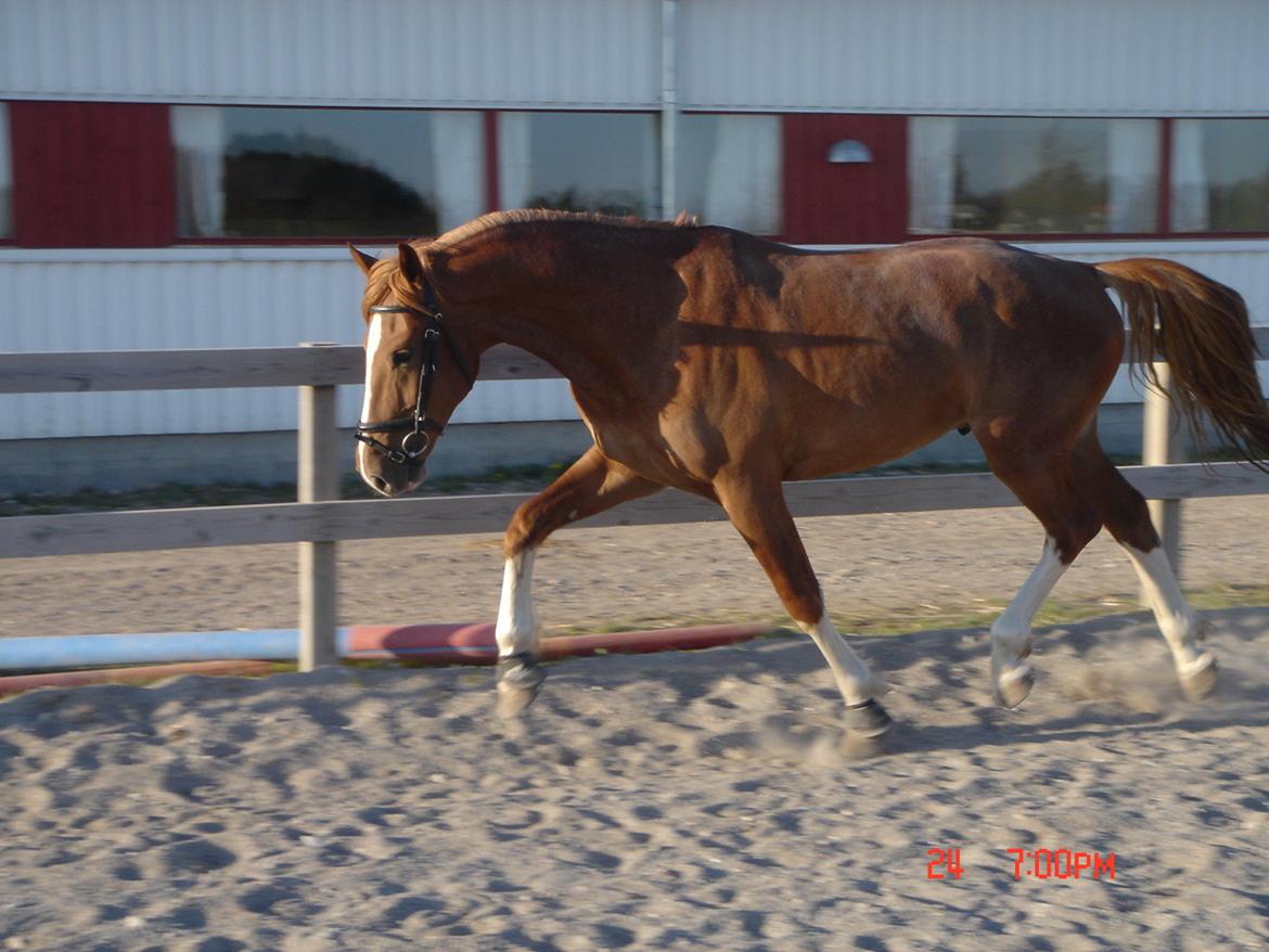 Frederiksborg Rasmus billede 8