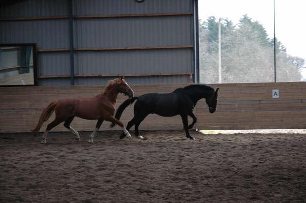 Frederiksborg Rasmus billede 9