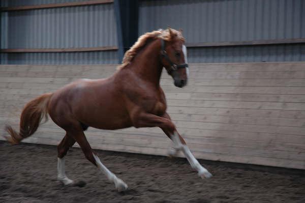 Frederiksborg Rasmus billede 10